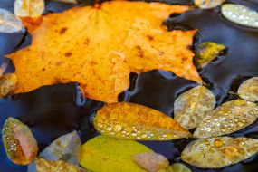 Желтые листья в луже