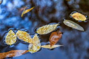 Yellow maple leaves