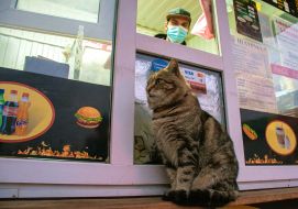 Cat