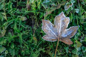 Maple leaf