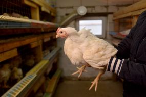 Chickens on a mini-poultry farm