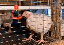 Chickens on a mini-poultry farm