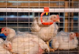 Chickens on a mini-poultry farm