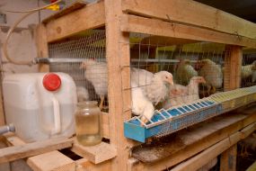 Chickens on a mini-poultry farm