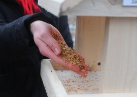 All-Ukrainian action "Feed the birds in winter"