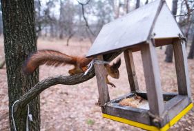 Squirrel near the feeder