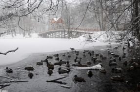 Мост в парке в Пуще-Водице