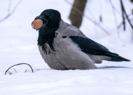 Crow
