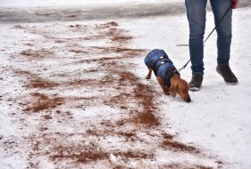 Посыпанная кофейной гущей дорожка в парке во Львове