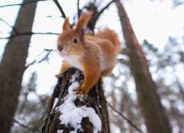 Squirrel