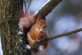 Squirrel