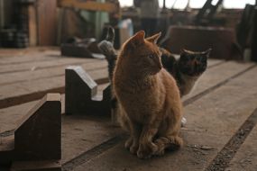 Cats in the shop of JSC "First Kyiv Machine-Building Plant"