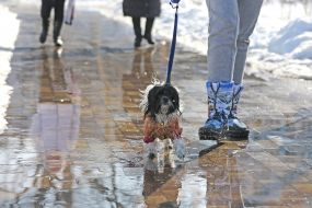 Dog on a flooded path