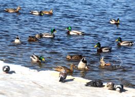 Дикие утки