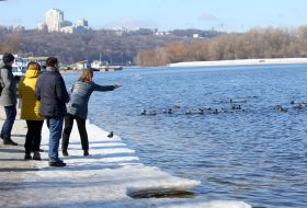 Люди кормят диких уток