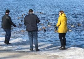 Люди кормят диких уток