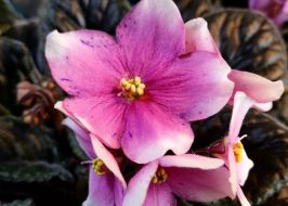 Exhibition of violets "Violets as art" in Kyiv