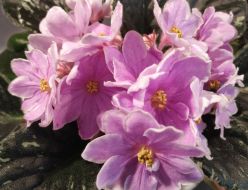 Exhibition of violets "Violets as art" in Kyiv