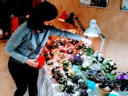 Exhibition of violets "Violets as art" in Kyiv