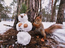 Squirrel