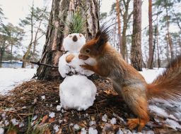 Squirrel