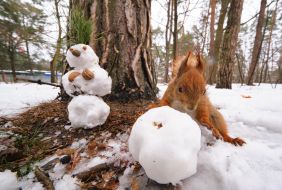 Squirrel