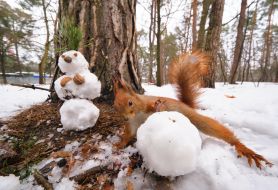 Squirrel