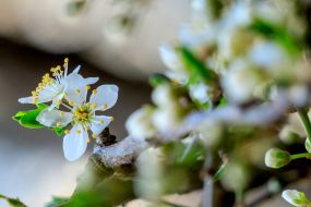 Blossoming branch of a plum tree