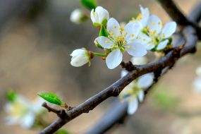 Blossoming branch of a plum tree