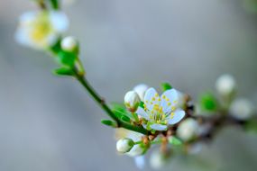 Blossoming branch of a plum tree