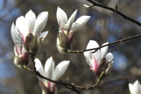 Цветение магнолии