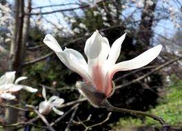 Цветение магнолии