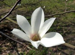 Цветок магнолии