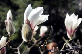 Цветение магнолии