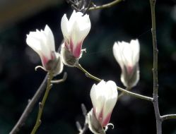 Цветение магнолии