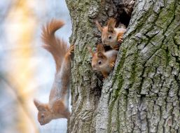 Squirrels on a tree