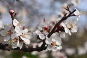 Blooming branch of apricot