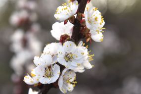 Blooming branch of apricot