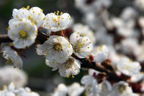 Blooming branch of apricot