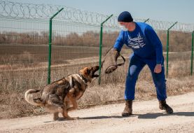 Затримання умовного злочинця