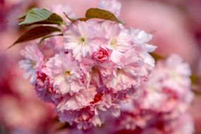 Flowering branch of sakura