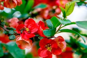 Цветущая ветка айвы японской