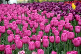 Тюльпаны