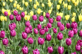 Тюльпаны