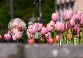 Tulips