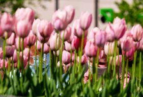 Tulips