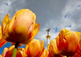 Tulips