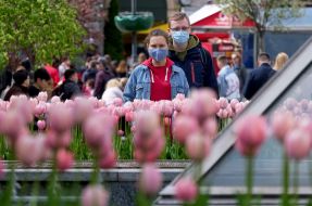 Tulips on Independence Square