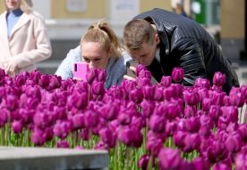 People take pictures of tulips