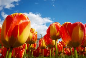 Tulips
